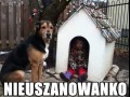 Nieuszanowanko