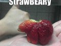 Stawbeaaary