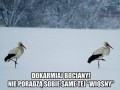 Dokarmiaj bociany