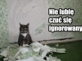 Nikt nie lubi