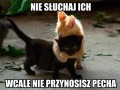 Czarny kot wcale nie przynosi pecha