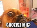 Grozisz