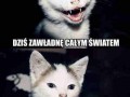 Co ten kotek