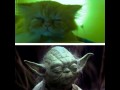 Koci yoda