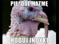 Hoduje indyki