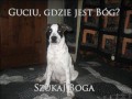 Szukaj