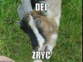 Dej żryć