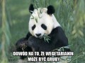 Voil