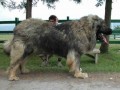 Gigant