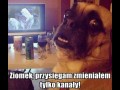 Ziomek