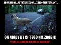 Pies jest na zawsze