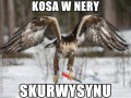 Kosa w nery