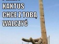 Pijany kaktus