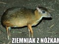 Ziemniak z nóżkami xd