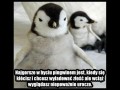 Być pingwinem