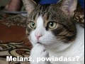 Melanż powiadasz