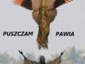 Puszczam pawia