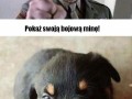 Pokaż bojową minę