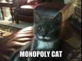 Monopoly cat