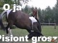 Pisiont groszy 3