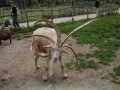 Najbardziej metalowy kozioł na świecie