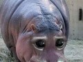 Kotopotam