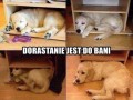 Do bani