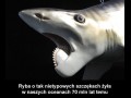 Ratfish
