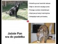 Pies czy kot