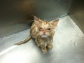 Mad cat