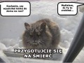 Zmarznięty kotek