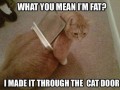 Not fat