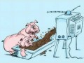 Pigs