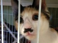 Kot hitler