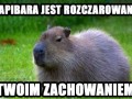 Kapibara