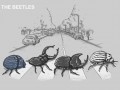 The beetles