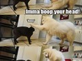 Lold