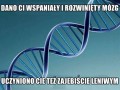 Dano ci