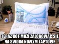Nowy laptop dla kota