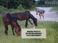 Adoptowany koń