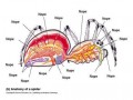 Anatomia pająków
