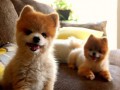 Cute dogs