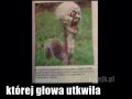 Zajebista wiewiórka