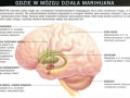 Gdzie w mózgu działa marichuana