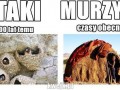 Ptaki i murzyni