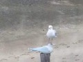 Zero fucks