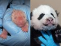 Mała panda
