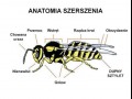 Anatomia szerszenia