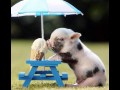 Awwwww