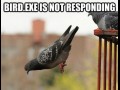 Birdexe